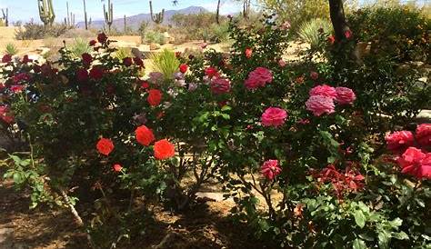 Desert rose | gardening | Pinterest | Front yard landscaping, Desert