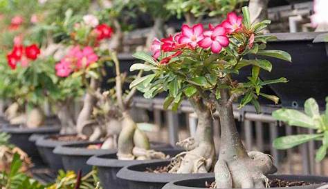 Desert Rose (Adenium Obesum) Bonsai: How to Plant Grow and Care | Florgeous