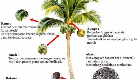 3 Fungsi Dari Bagian-Bagian Pohon Kelapa Yang Luar Biasa