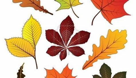 Set of colorful autumn leaves for your design | Jeux de couleur