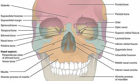 skull anatomy, anterior view - Google Search | Nervous System