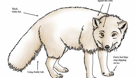 Arctic Fox Diagram Derslatnaback