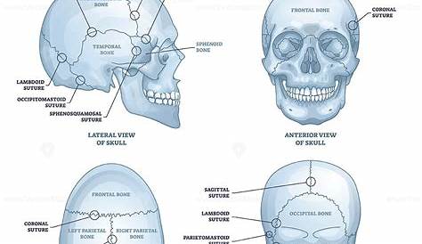 Skull Diagram Front