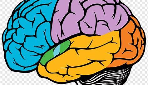 Drawing Brain Clip art - Brain png download - 1080*880 - Free