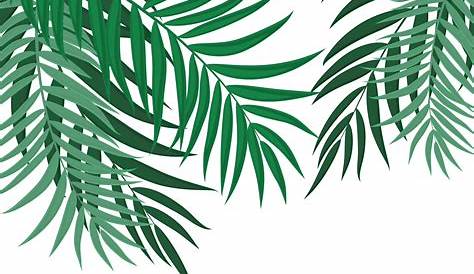 Dibujado a mano hoja de palmera tropical - Descargar PNG/SVG transparente