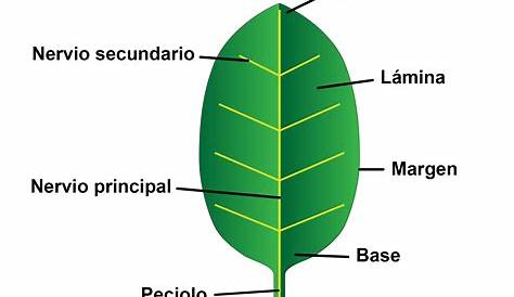 Tipos de hojas. | Reproduccion de plantas, Partes de la flor, Material