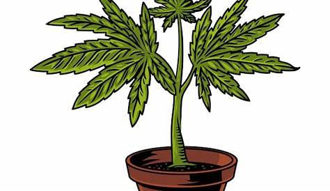 Leaf Weed Magnet - Hoja De Marihuana Png , Free Transparent Clipart