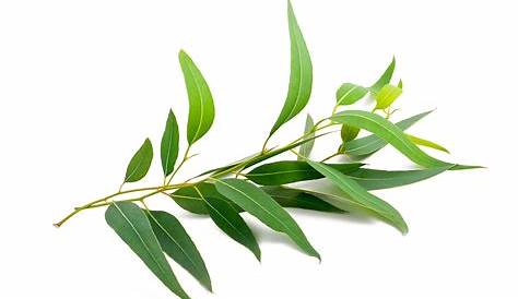 El uso del eucalipto como planta medicinal está recomendado para