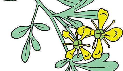 Las mejores 8 ideas de Planta de ruda | planta de ruda, dibujo de