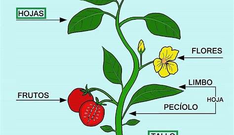 Partes de una planta para colorear - Web del maestro