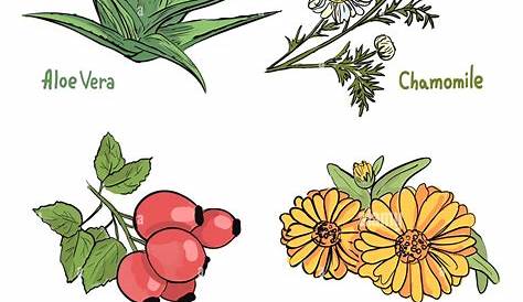 Medicinal Herbs Plants Flat Icons Set 472950 Vector Art at Vecteezy