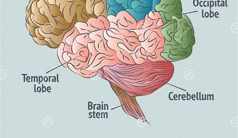 ¿Cuáles son las partes del cerebro?