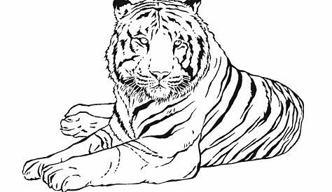 Dibujos de Tigres para colorear Rincon Dibujos