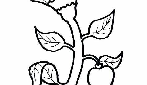 Imagenes dibujos para colorear plantas - Imagui