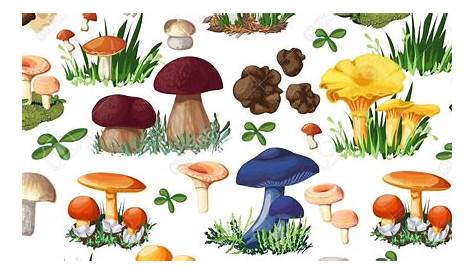 Aprender acerca 53+ imagem dibujos del reino fungi - Thptletrongtan.edu.vn