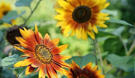 Sonnenblumen Arten Stockfotografie - Alamy