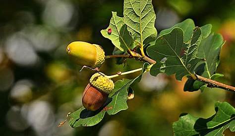 Eiche - Baum, Blätter und Früchte (Fotos) - Medienwerkstatt-Wissen