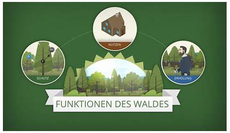 Schema Wald