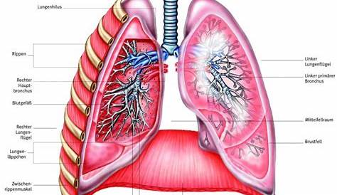 Die Anatomie der Lunge | kanyo®
