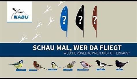 Warum kommen keine Vögel ans Futterhaus? Finde heraus, was du tun kannst!