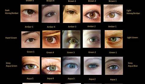 Different Eye Colours Chart The Color HubPages