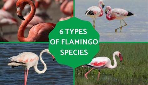 Flamingo - Espécies de Flamingos - Aves - InfoEscola