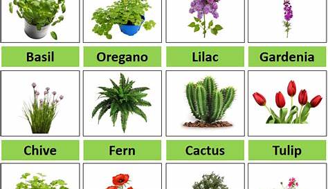 Different Types Of Garden Plants With Pictures And Names