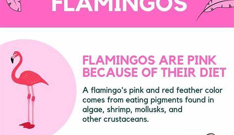 Flamingo Facts and Information