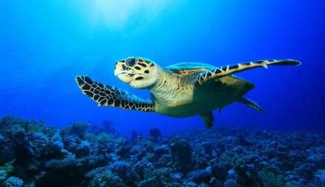 Les principales causes de la disparition des tortues marines