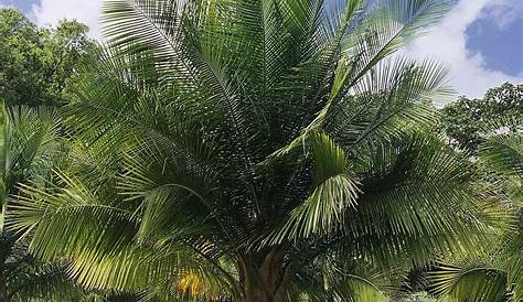 5 tipos de palmeras resistentes para el jardín | Blog Verdecora