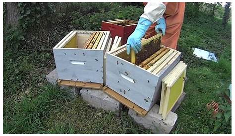 Abeilles-sur-Saône: Division de ruche sans recherche de reine
