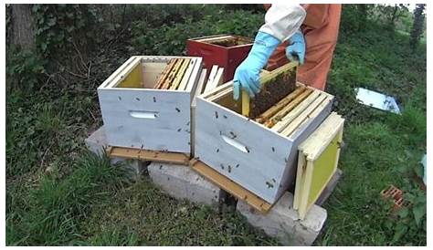 Division de ruche : pourquoi, comment et quand diviser une ruche