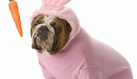 Diy Dog Easter Outfit Walking Bunny Pet Costume