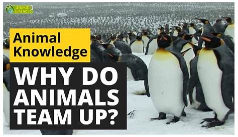 Unveiling The Secrets: How Animals Collaborate For Survival