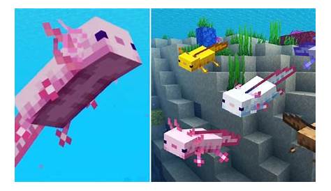 Do Axolotls Need Water In Minecraft