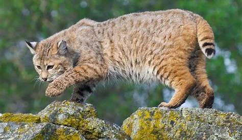 Lynx rufus – Mendonoma Sightings