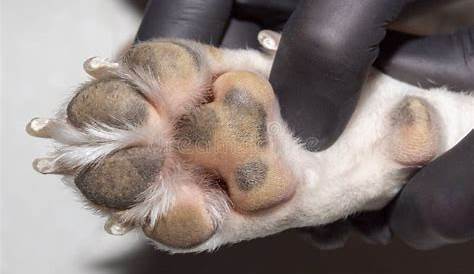 How To Remove And Prevent Dog Paw Calluses