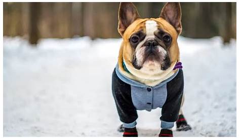 Do French Bulldogs Need A Coat In Winter Top 6 Bulldog s