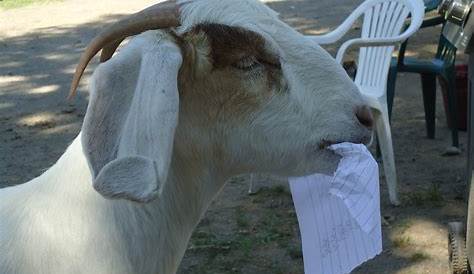 Do Goats Eat Paper