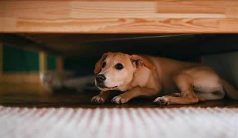 Dog Acting Strange Hiding Under Bed 7 Reasons Why Your Yorkie Is
