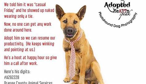 Dog Adoption Pet Adoption Letter Template - Anna Blog