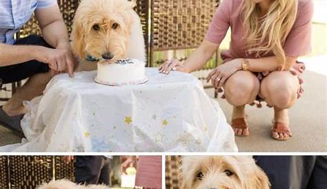 An Adorably Creative Dog Cake Smash Gender Reveal Love Inc. Mag