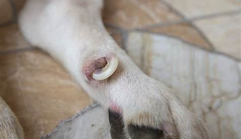 How To Recognize And Treat Paw Pad Burns On Dogs | Your Dog Advisor