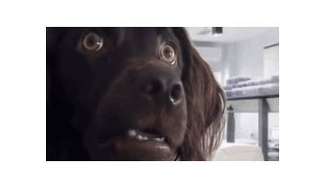 Confused Dog GIF - Confused Dog - Discover & Share GIFs