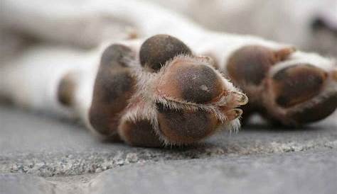 How To Prevent Burnt Dog Paw Pads - Sparkles and Sunshine Blog