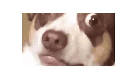 Funny Animals Dog GIF - Tenor GIF Keyboard - Bring Personality To Your