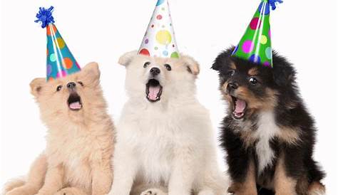 Dog Birthday GIFs - Get the best GIF on GIPHY