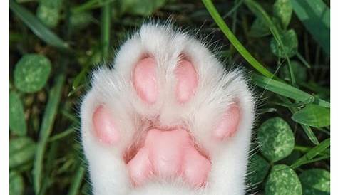 little pink paws