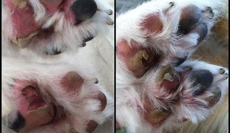 7 Dog Paw Problems That Every Pet Owner Must Be Aware Of