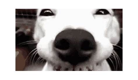 Funny Animals Dog GIF - Tenor GIF Keyboard - Bring Personality To Your